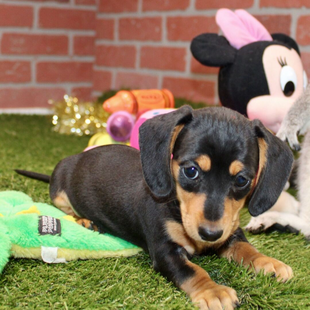 πΎ Female Dachshund Puppy for Adoption β Stella Miniature Smooth-Haired | Black & Tan | AKC Registered - Image 2