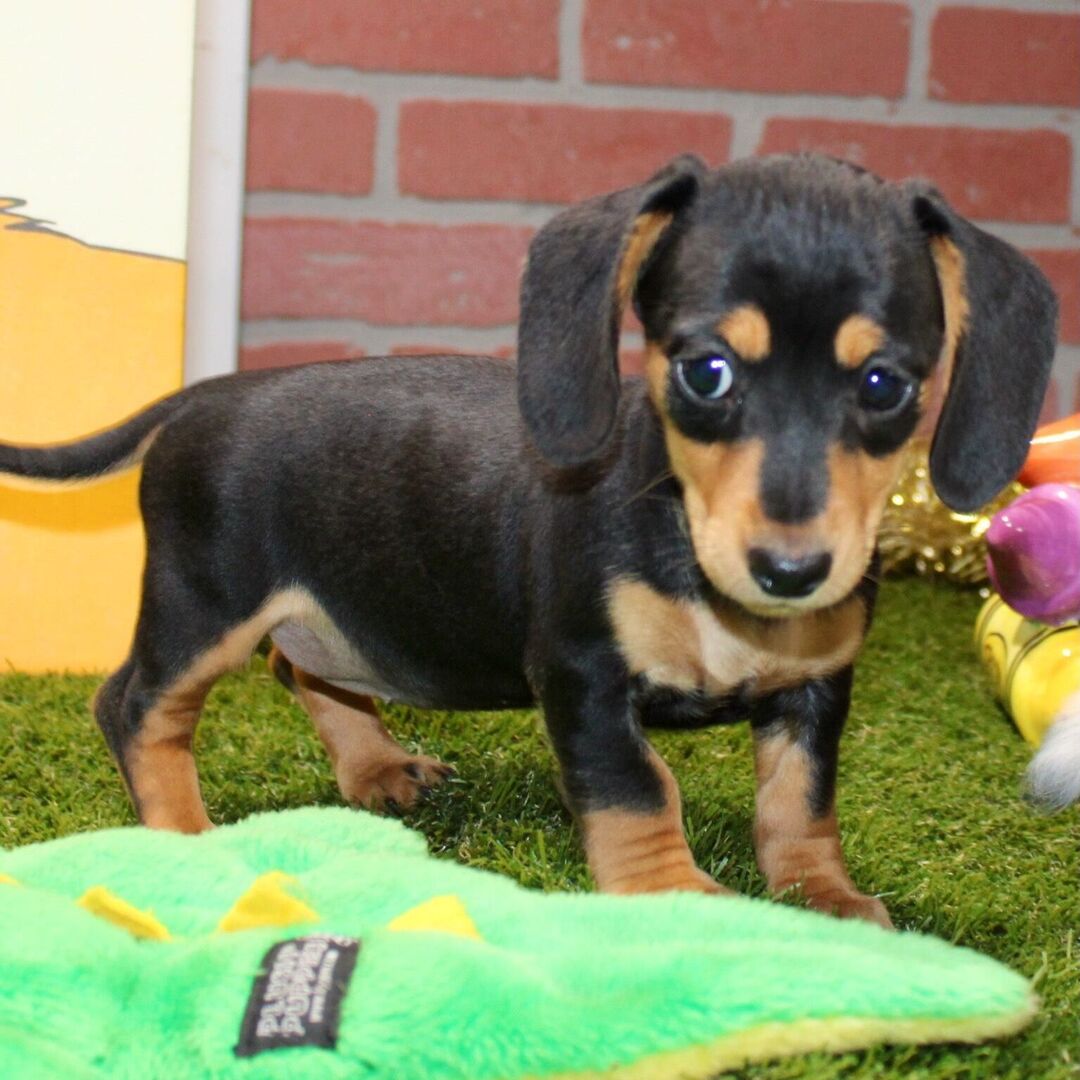 πΎ Female Dachshund Puppy for Adoption β Stella Miniature Smooth-Haired | Black & Tan | AKC Registered - Image 3