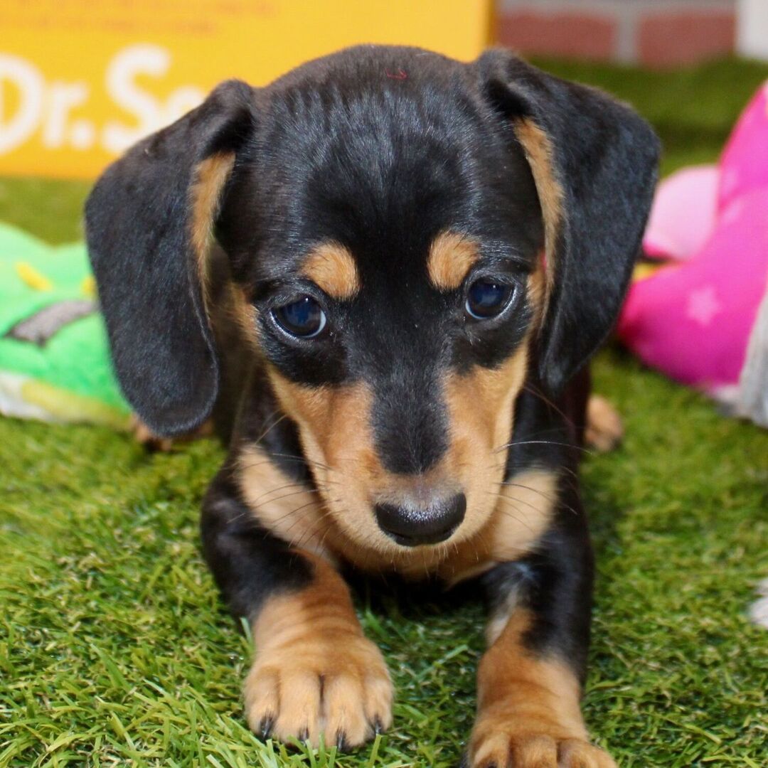 πΎ Female Dachshund Puppy for Adoption β Stella Miniature Smooth-Haired | Black & Tan | AKC Registered - Image 4