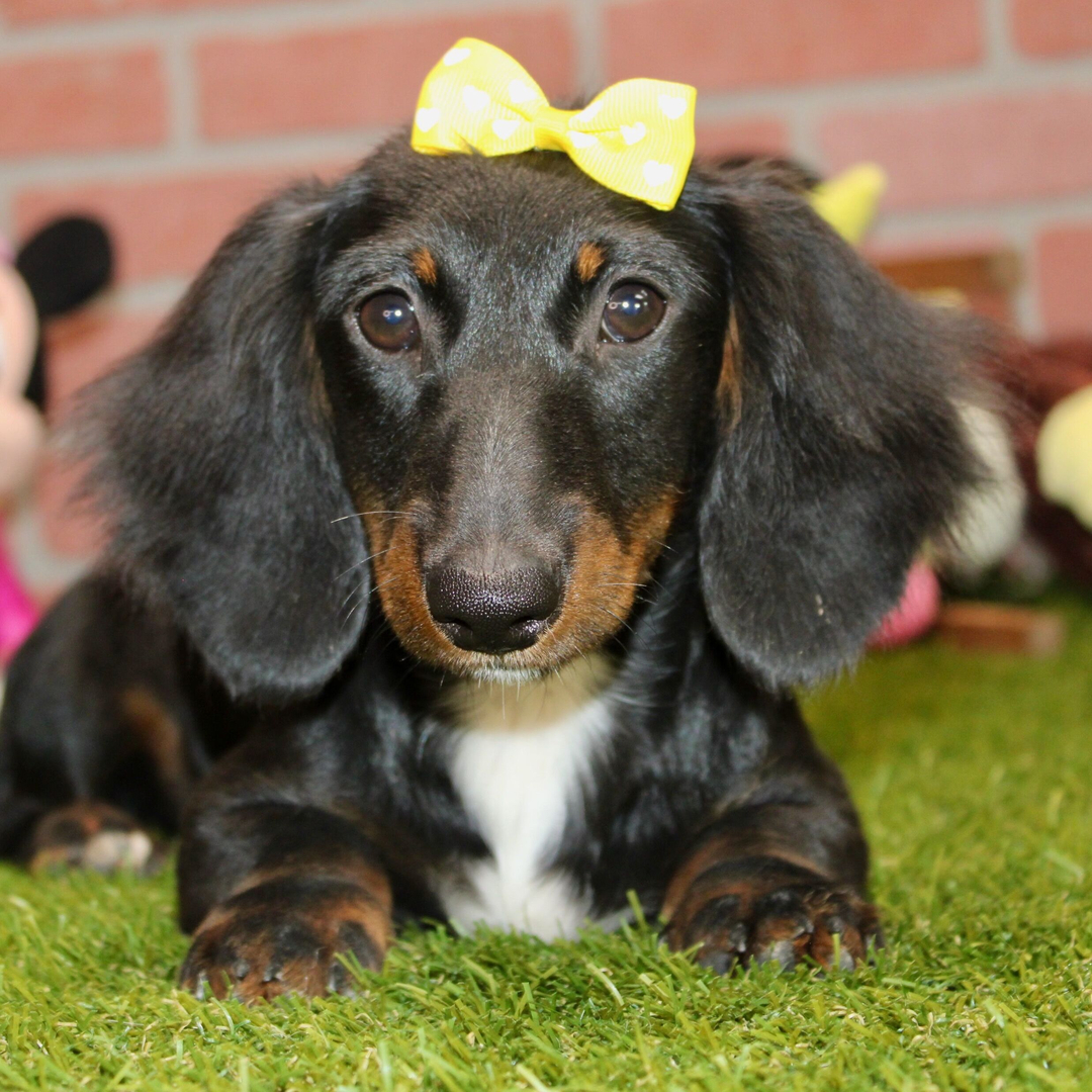 πΎ Female Dachshund Puppy for Adoption β Eden , Miniature Long-Haired | Black & Tan | APRI Registered