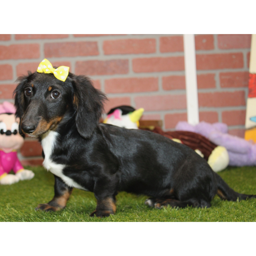 πΎ Female Dachshund Puppy for Adoption β Eden , Miniature Long-Haired | Black & Tan | APRI Registered - Image 2