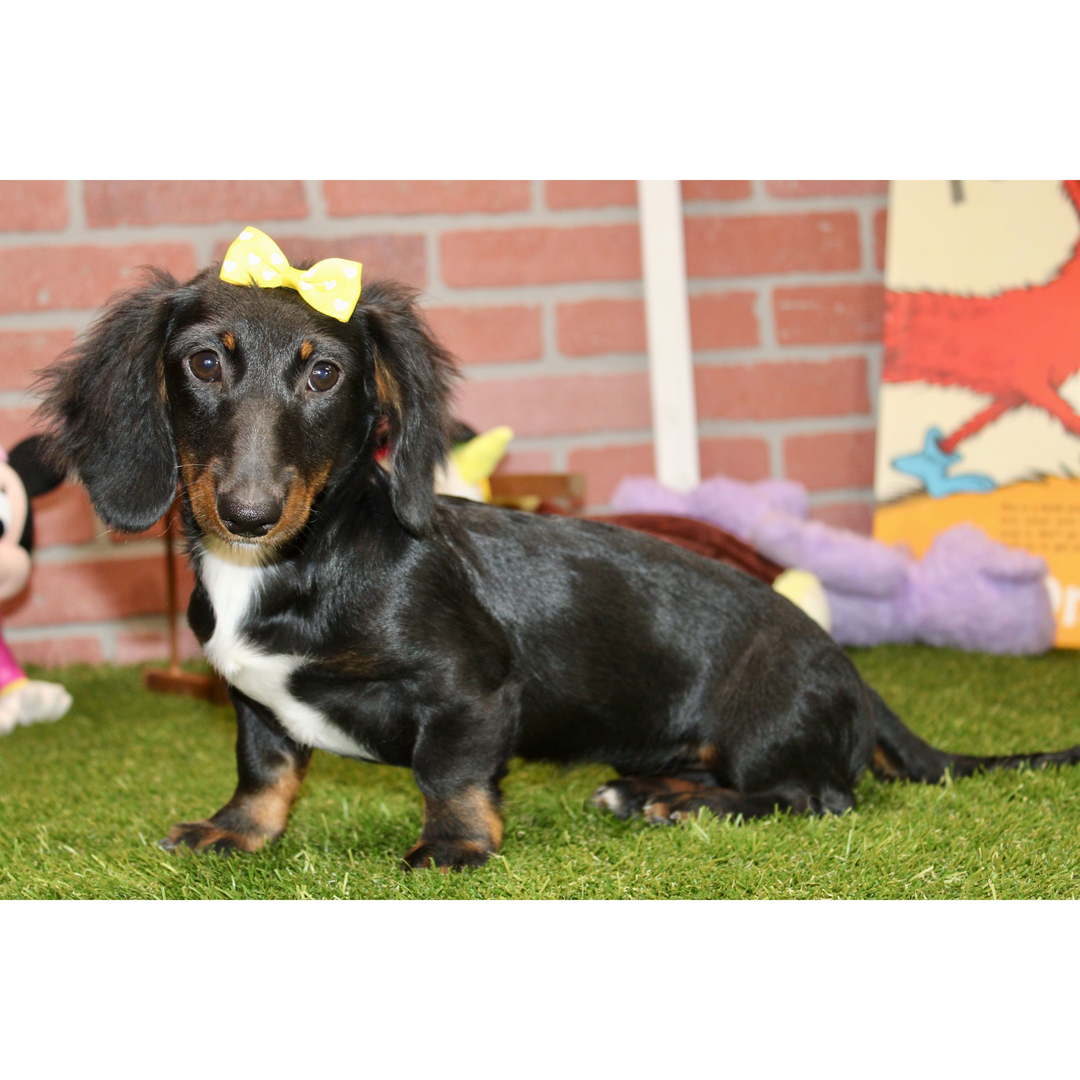 πΎ Female Dachshund Puppy for Adoption β Eden , Miniature Long-Haired | Black & Tan | APRI Registered - Image 4