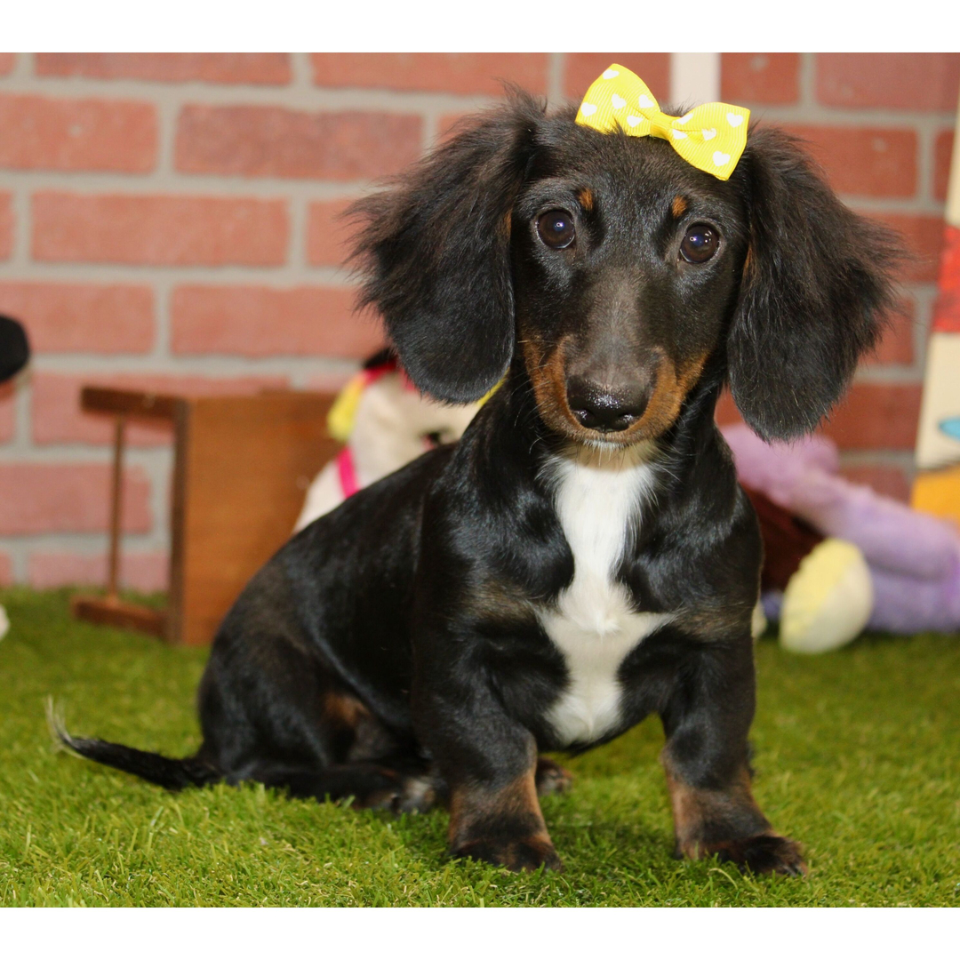 πΎ Female Dachshund Puppy for Adoption β Eden , Miniature Long-Haired | Black & Tan | APRI Registered - Image 3
