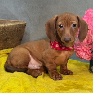 🐾 Male Dachshund Puppy for Adoption – (Harvey) Miniature Smooth-Haired | Red | AKC Registered
