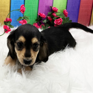 🐾 Female Dachshund Puppy for Adoption (Missy) - Miniature Long-Haired | Black & Tan | AKC Registered
