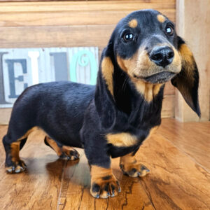 🐶Male Dachshund Puppy for Adoption – Liam Miniature Smooth-Haired | Black & Tan | UABR Registered