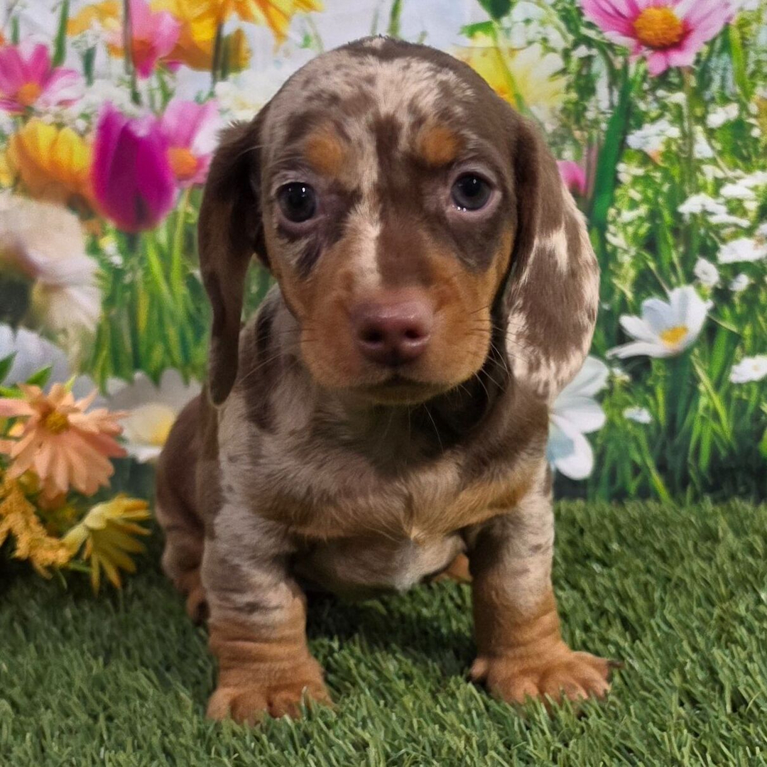 🐶Male Dachshund Puppy for Adoption – Johnny (Miniature Smooth-Haired, AKC Registered) - Image 3