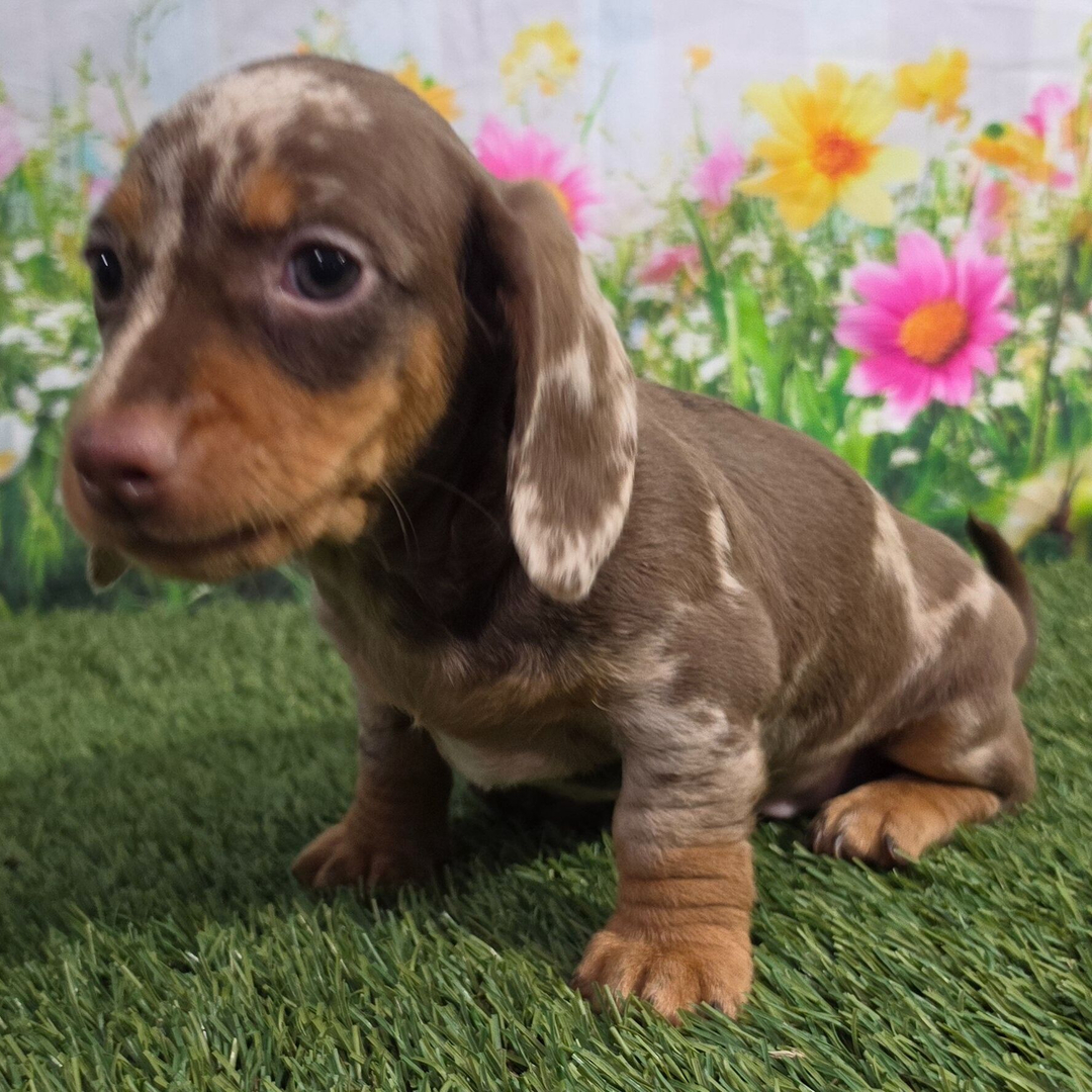 🐶Male Dachshund Puppy for Adoption – Johnny (Miniature Smooth-Haired, AKC Registered) - Image 2