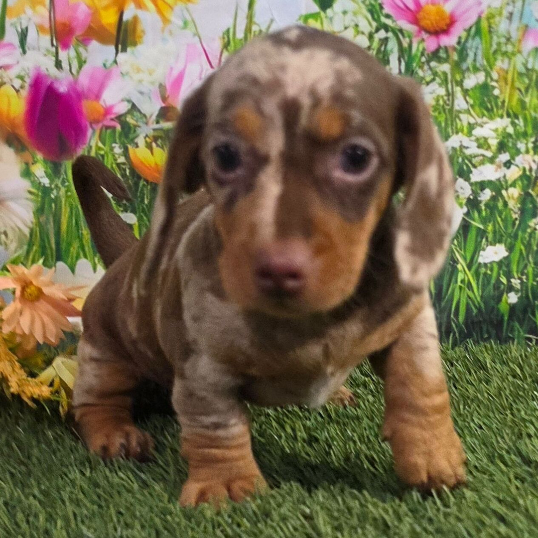 🐶Male Dachshund Puppy for Adoption – Johnny (Miniature Smooth-Haired, AKC Registered) - Image 4