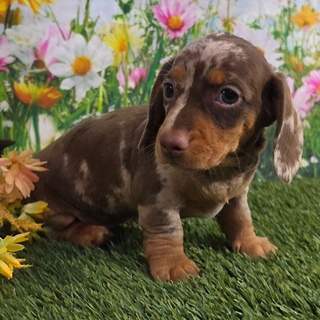 🐶Male Dachshund Puppy for Adoption – Johnny (Miniature Smooth-Haired, AKC Registered)