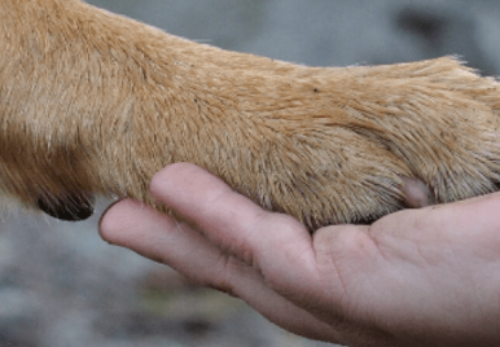10 Essential Things Every Dachshund Puppy Owner Should Know
