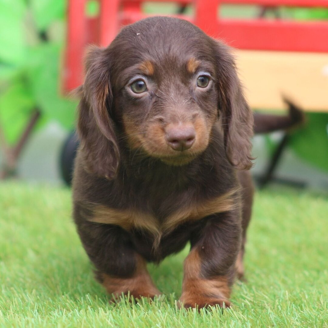 🐾 Female Dachshund Puppy for Adoption – Ginger (Miniature Long-Haired, ACA Registered) - Image 4