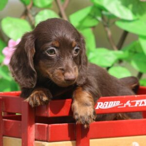 🐾 Female Dachshund Puppy for Adoption – Ginger (Miniature Long-Haired, ACA Registered)