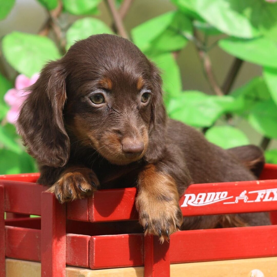 🐾 Female Dachshund Puppy for Adoption – Ginger (Miniature Long-Haired, ACA Registered)