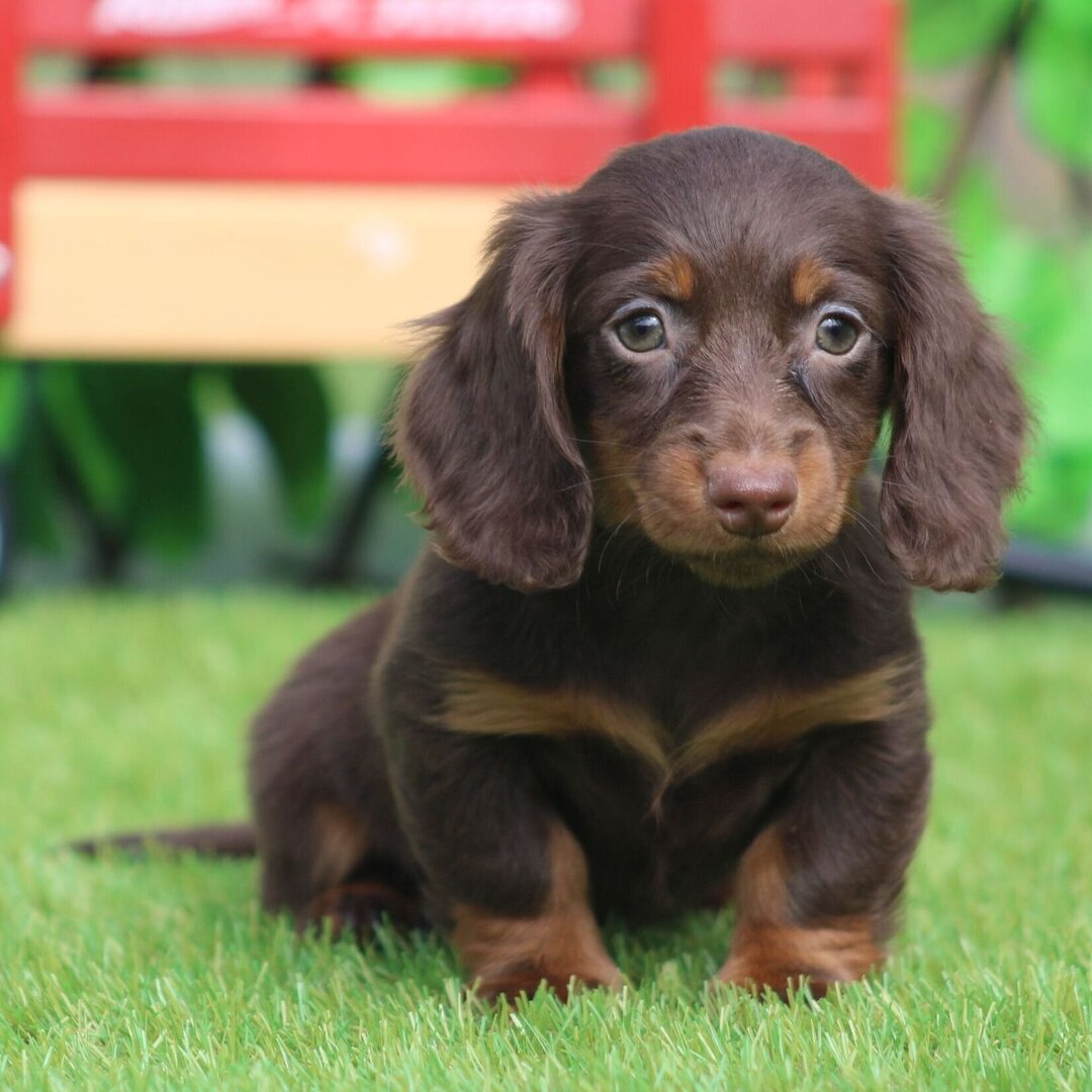🐾 Female Dachshund Puppy for Adoption – Ginger (Miniature Long-Haired, ACA Registered) - Image 2