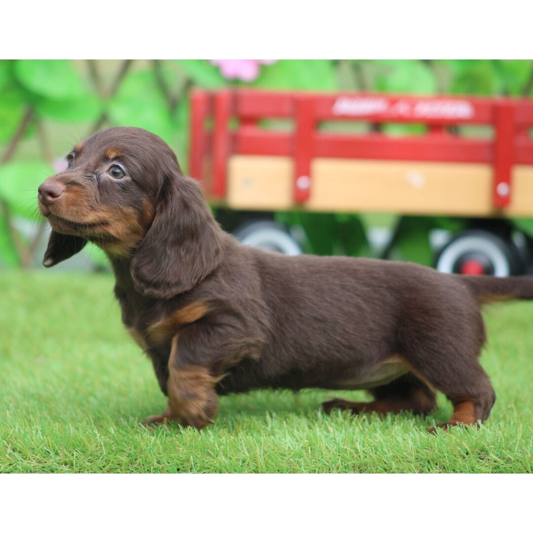 🐾 Female Dachshund Puppy for Adoption – Ginger (Miniature Long-Haired, ACA Registered) - Image 3